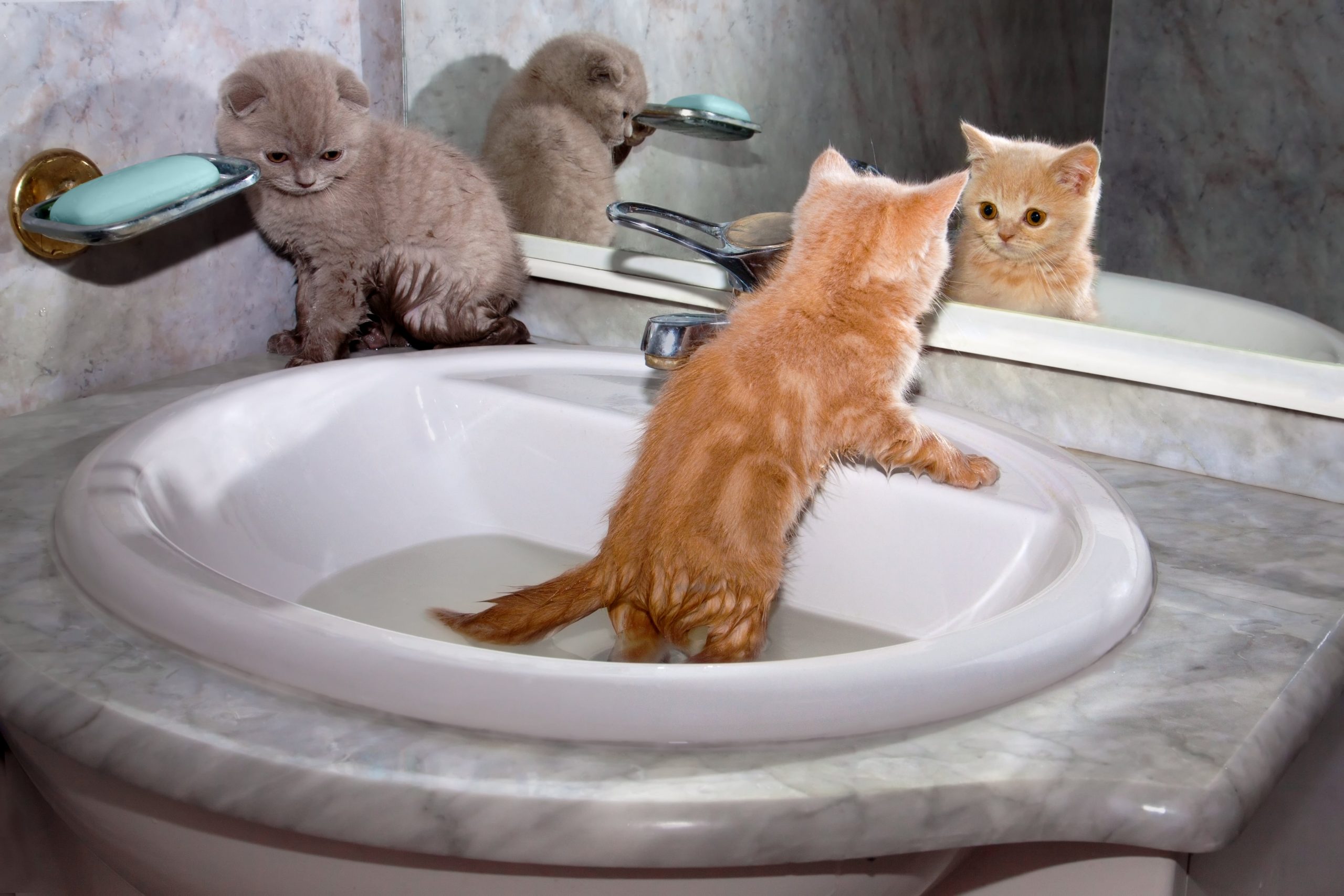 43 Top Images How Often Should You Bathe A Cat : How Often ...
