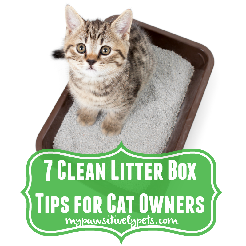 7 Clean Litter Box Tips for Cat Owners