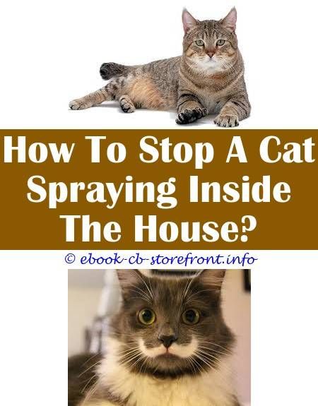 Awesome Unique Ideas: My 3 Neutered Boy Cats Spraying ...