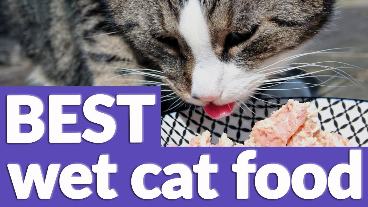 Best Wet Cat Food in 2019