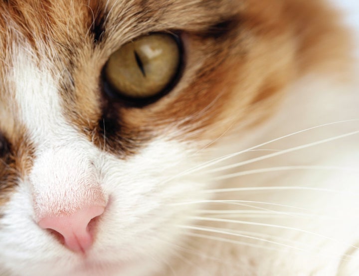 CAN I GIVE MY CAT ALLERGY MEDICINE?  Nusentia