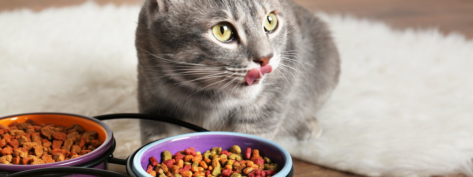 Cat food: How to make the most palatable kibbles ...