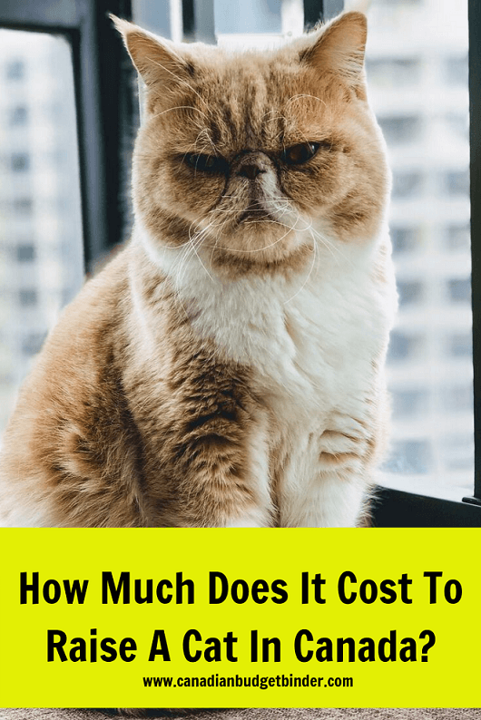 How Much Does It Cost To Raise A Cat In Canada?
