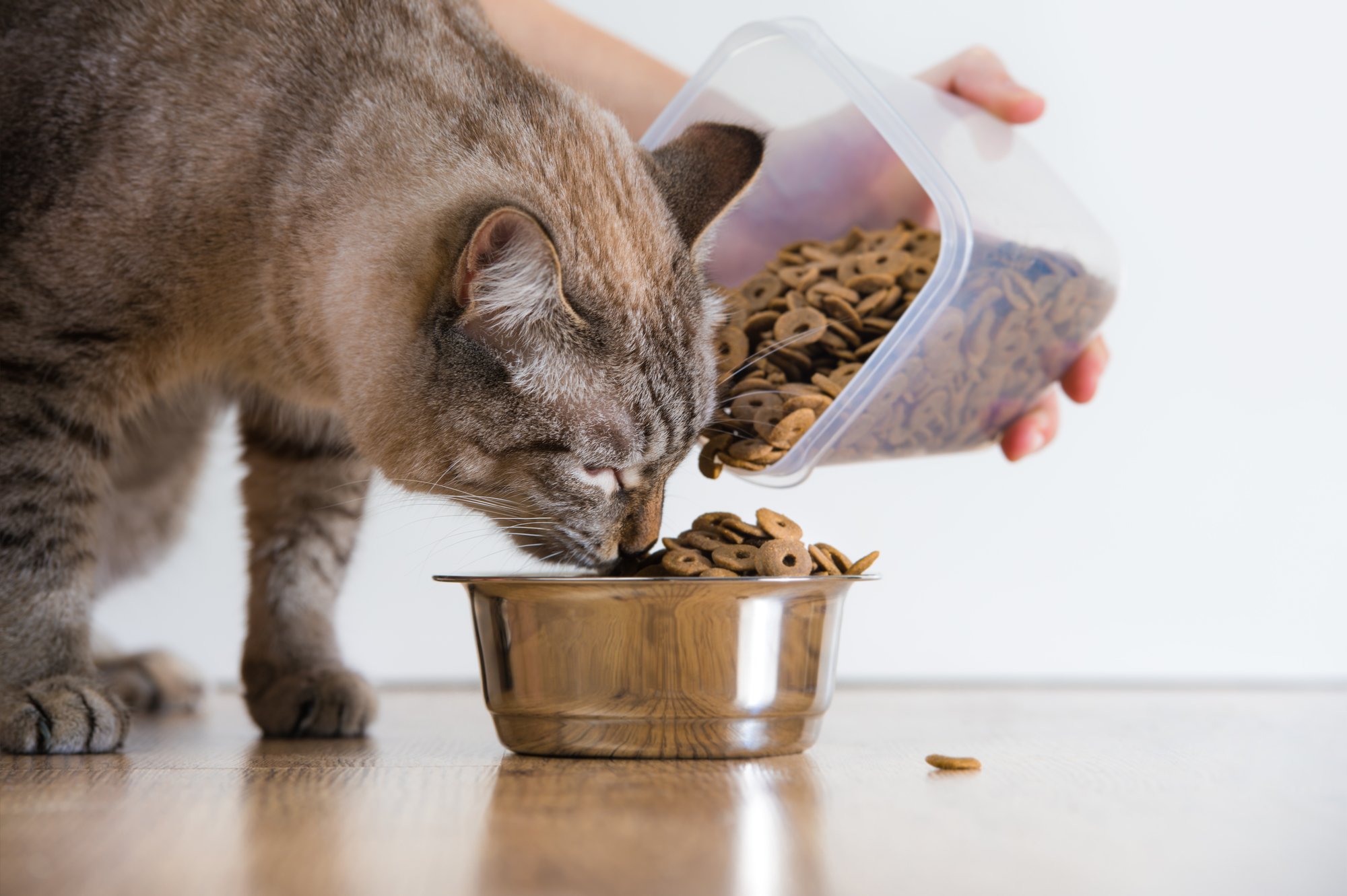 How often should I feed my cat?