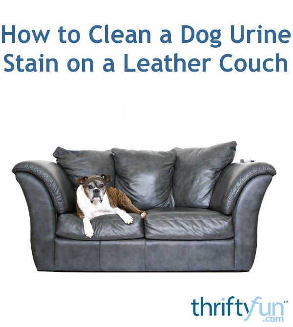 How to Clean a Dog Urine Stain on a Leather Couch