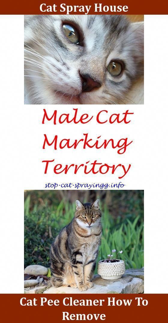 How To Keep Male Cats From Spraying In The House