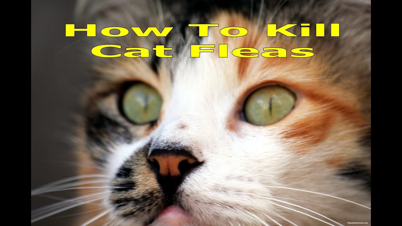How To Kill Cat Fleas In House How To Get Rid Of Fleas ...