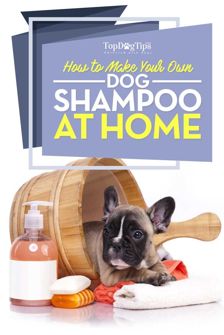 How to Make Homemade Flea Shampoo for Dogs  Top Dog Tips ...