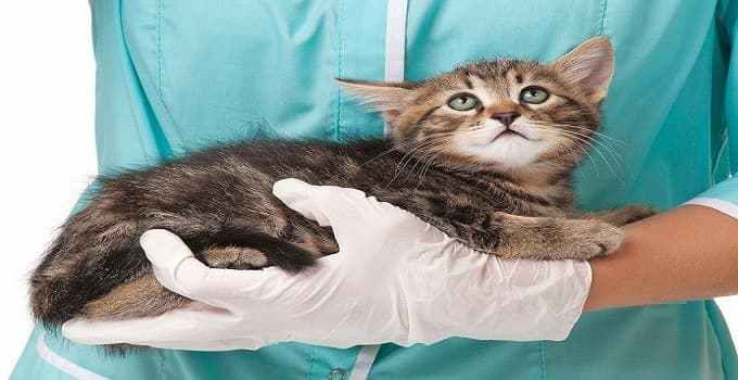 How To Make Taking Your Cat to the Vet Less Stressful and ...