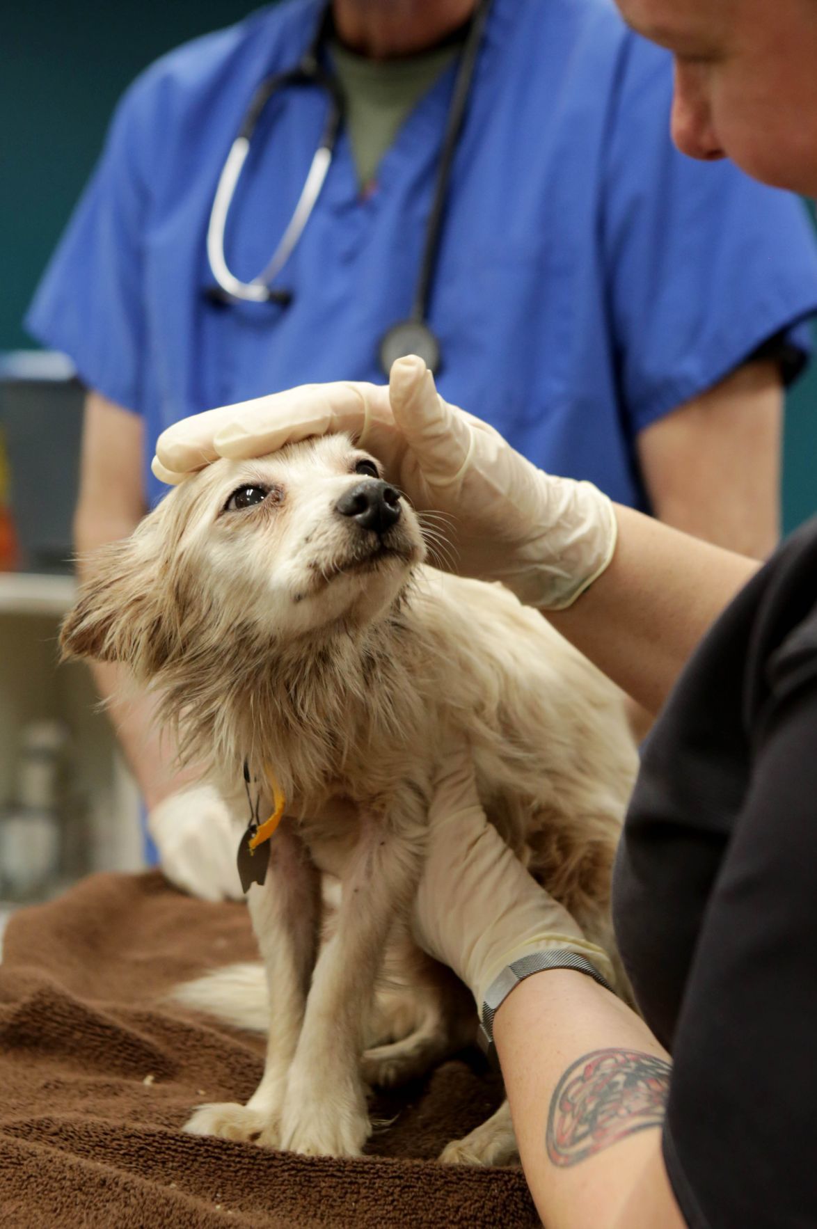 Humane Society in St. Louis rescues 25 dogs, one cat after ...