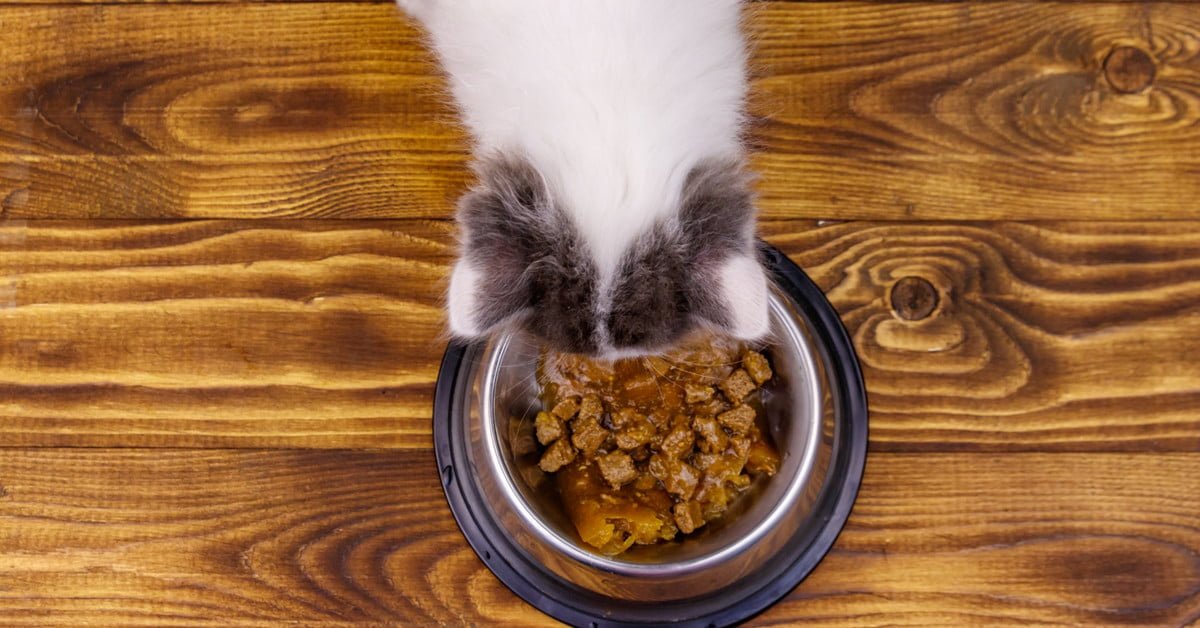 Is wet cat food healthy for your indoor cat?