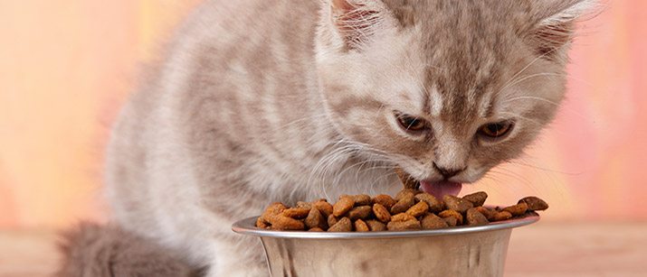 My Cat Wont Eat! What Should I Do?