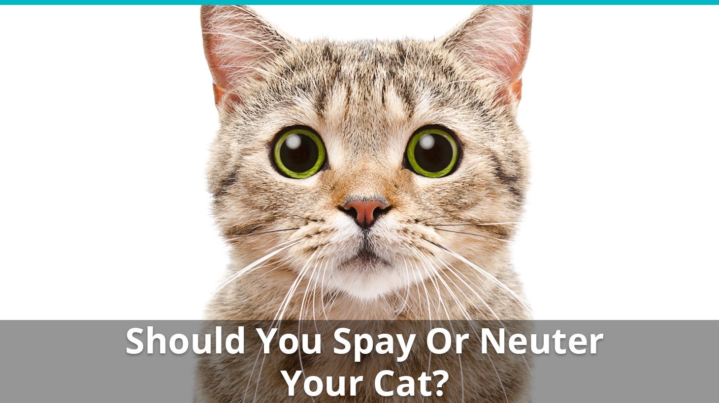 Should You Spay Or Neuter Your Cat? Why, When, And More ...