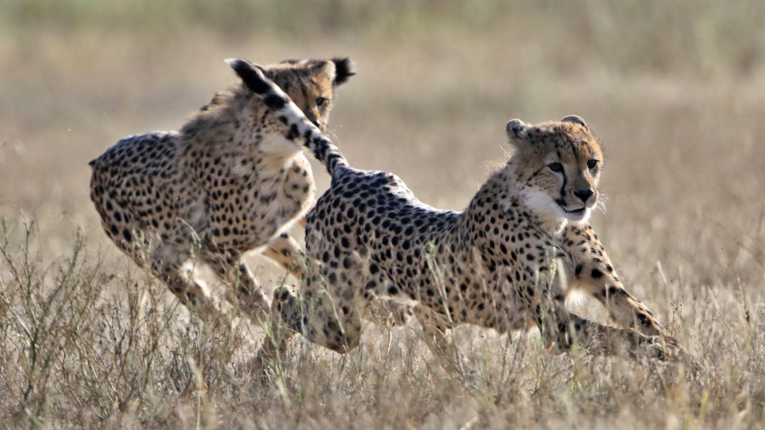 The Best Five Places In The World To See Big Cats In The ...