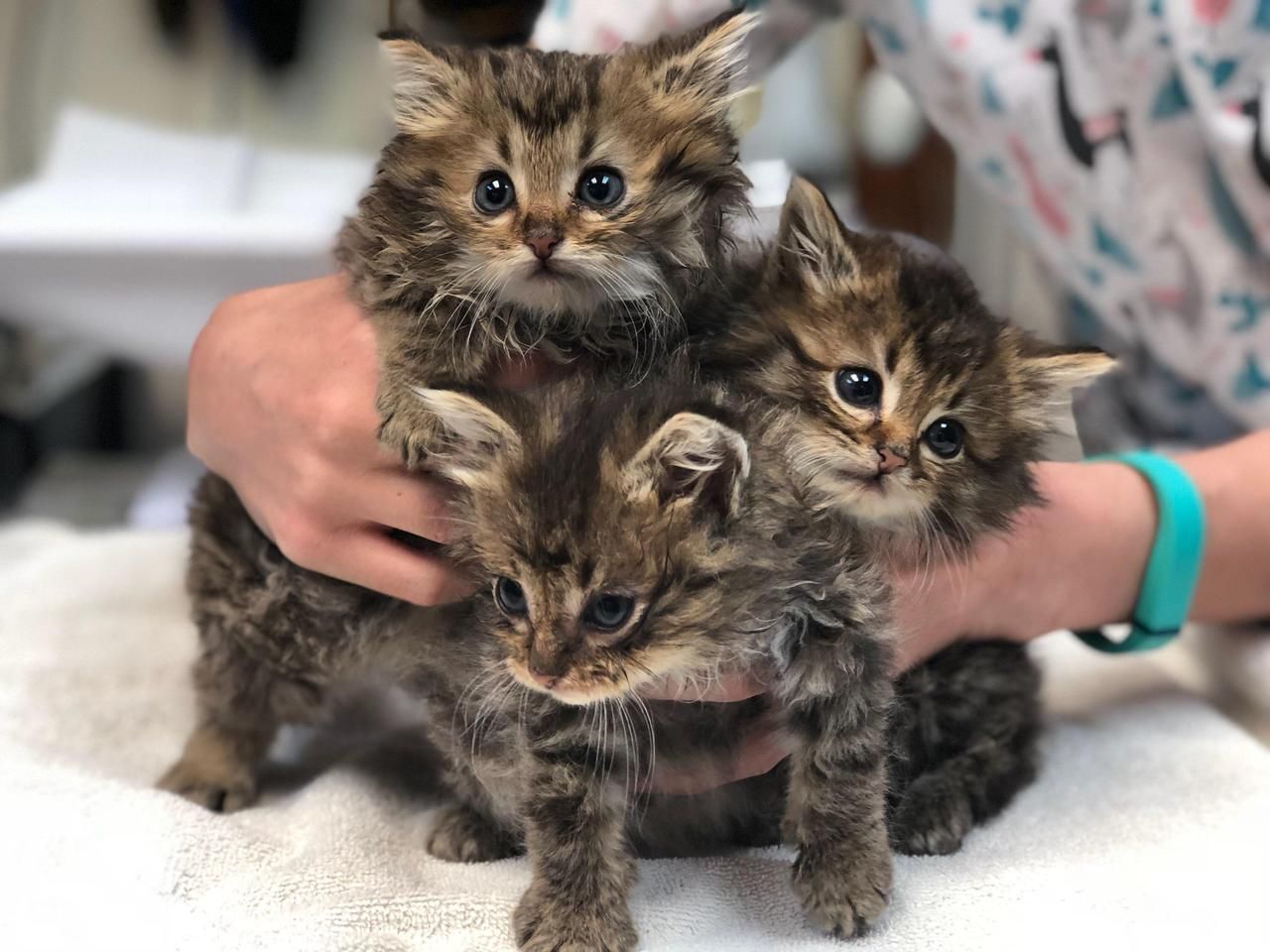 These kittens were dropped off at the animal hospital my ...