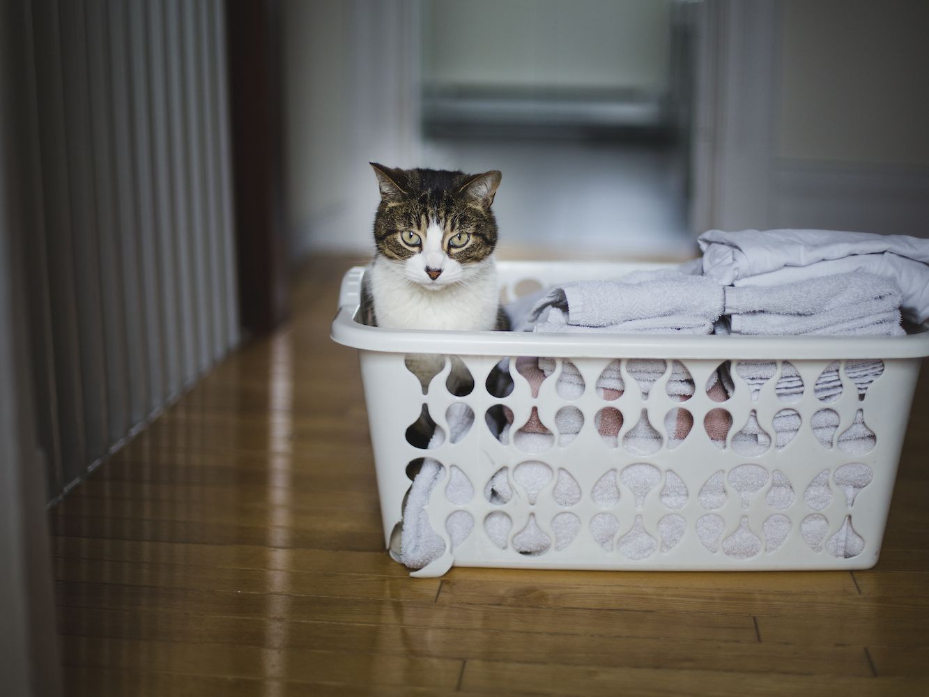 Cat Peeing In Laundry Basket - CatsWorldClub.com