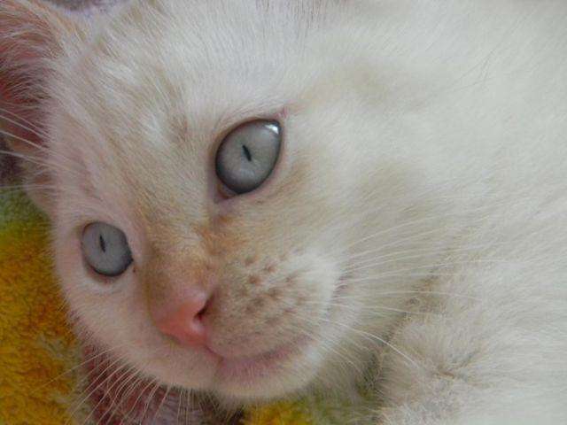Adorable Male Flame Point Siamese Kitten For Sale for Sale ...