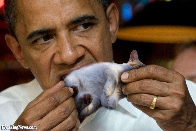 Barack Obama eating a cat. : EatingCats