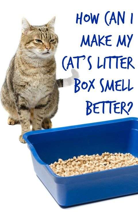 Belittling the litter box