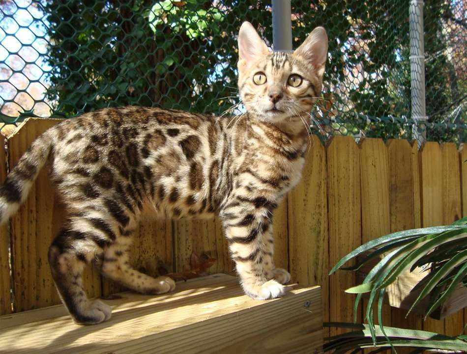 Bengal cat riverside ca