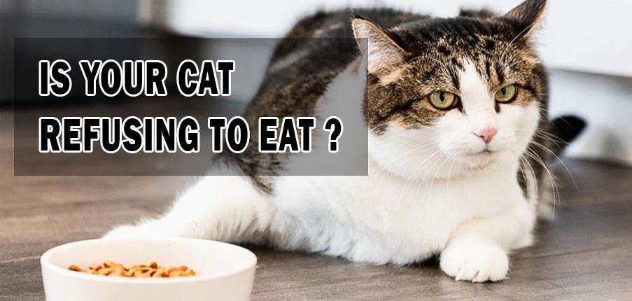 Best Cat Food for Older Cats That Vomit (2021)