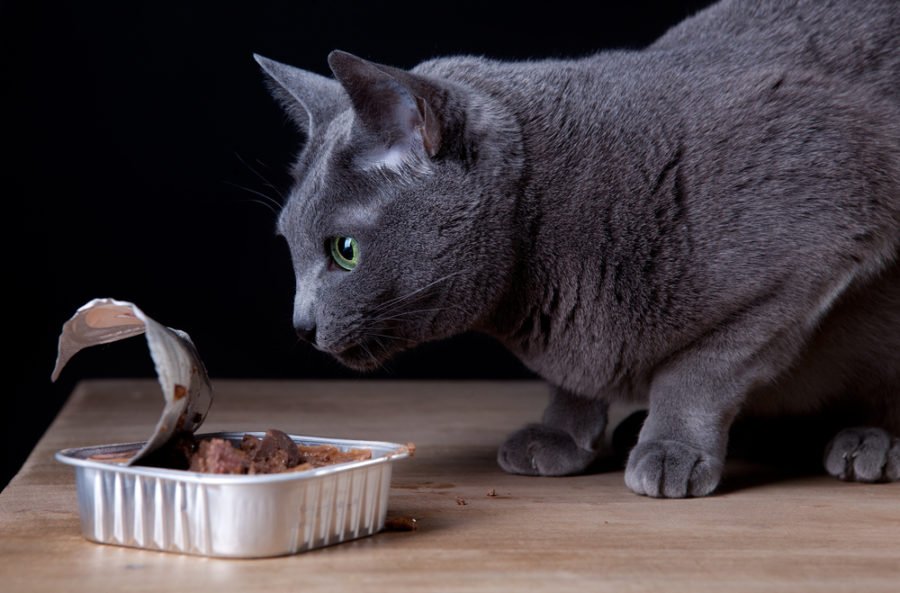 Best Cat Food for Older Cats with Kidney Problems