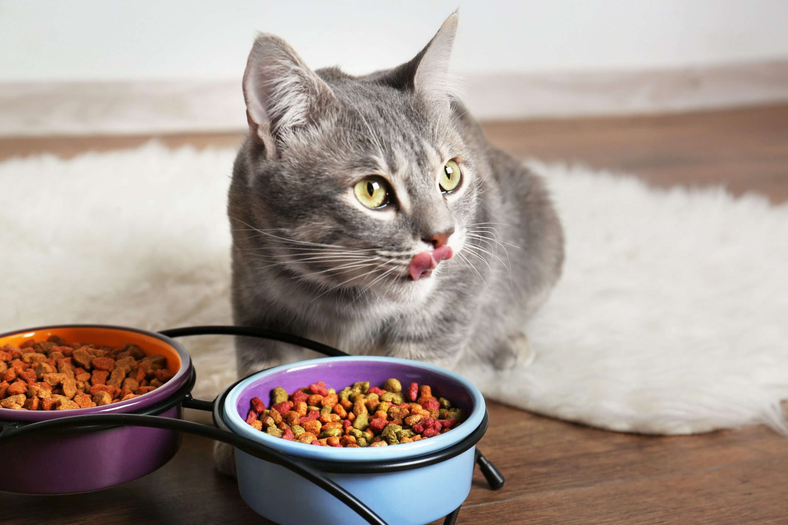Best Dry Foods for Cats, According to Vets