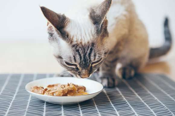 Can Cats Eat Canned Salmon? (What About Salmon You Need To ...
