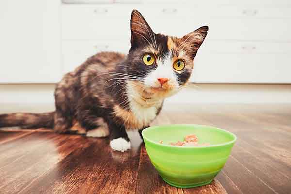 Can Cats Eat Spicy Food, and Do They Like It?