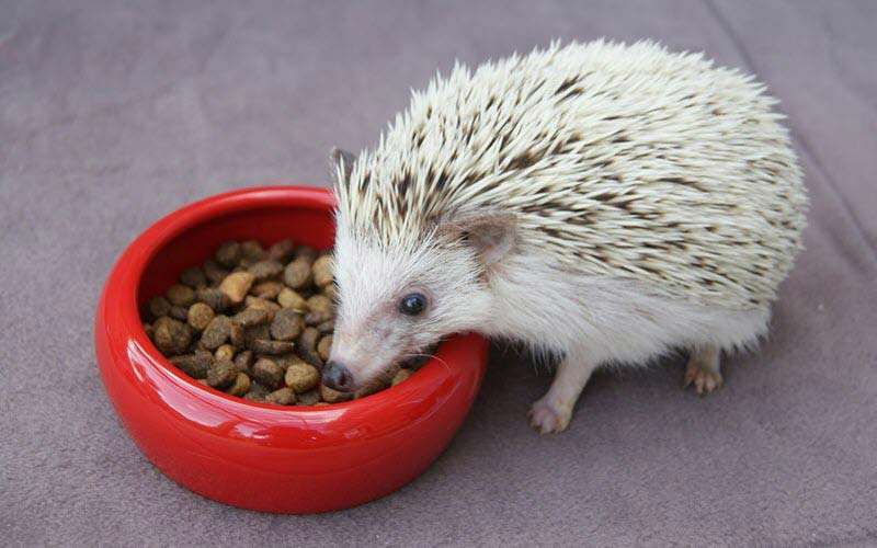 Can hedgehogs eat cat food