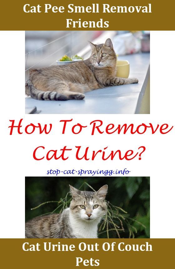 Cat Spraying White Vinegar Cat Pee Cleaner How To Get Rid ...