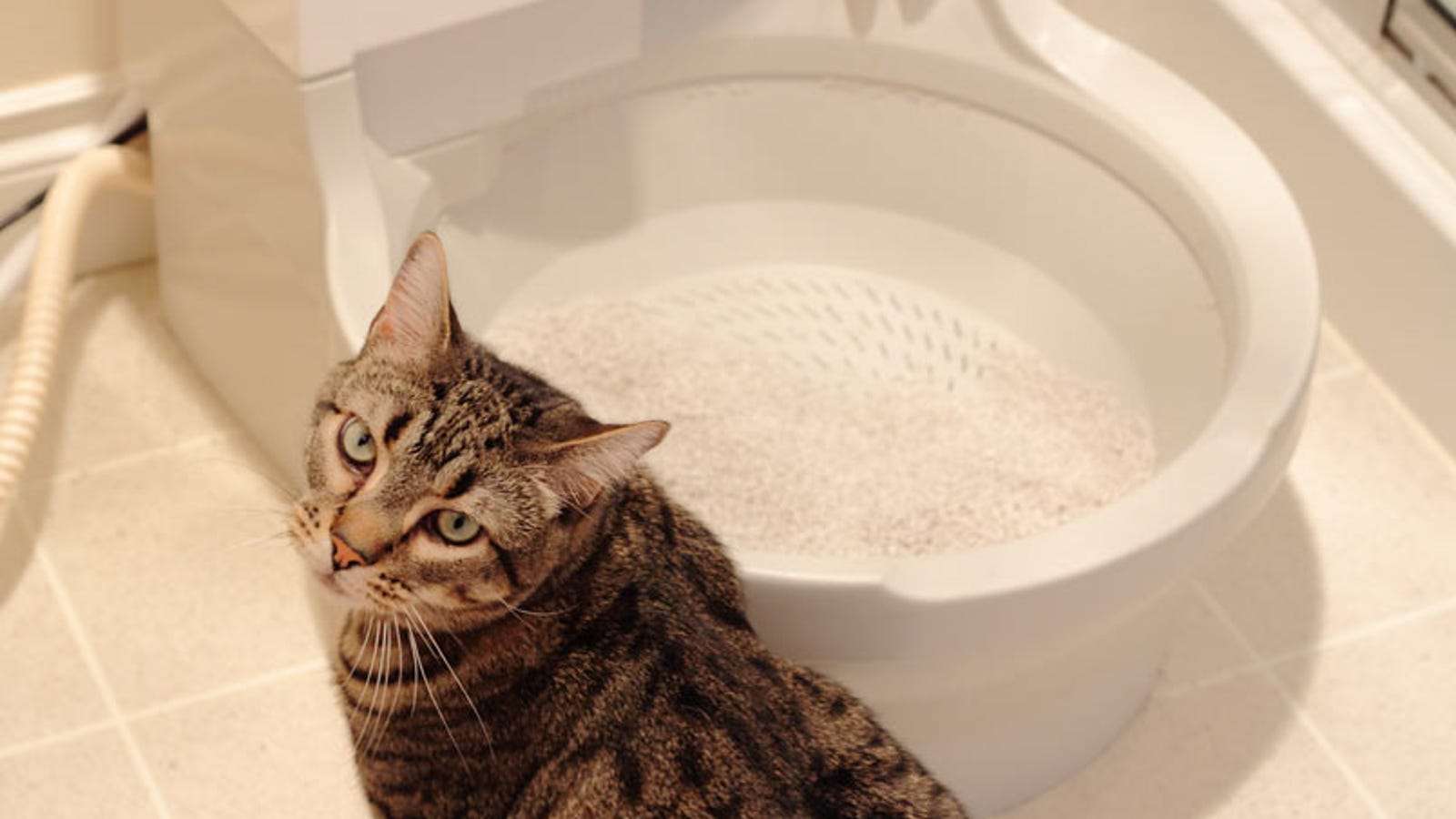 CatGenie Litter Box: The Clean Fresh Smell of Civilization ...