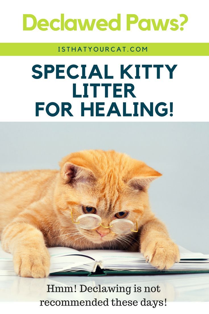 Cats that have been newly declawed need litter that is ...