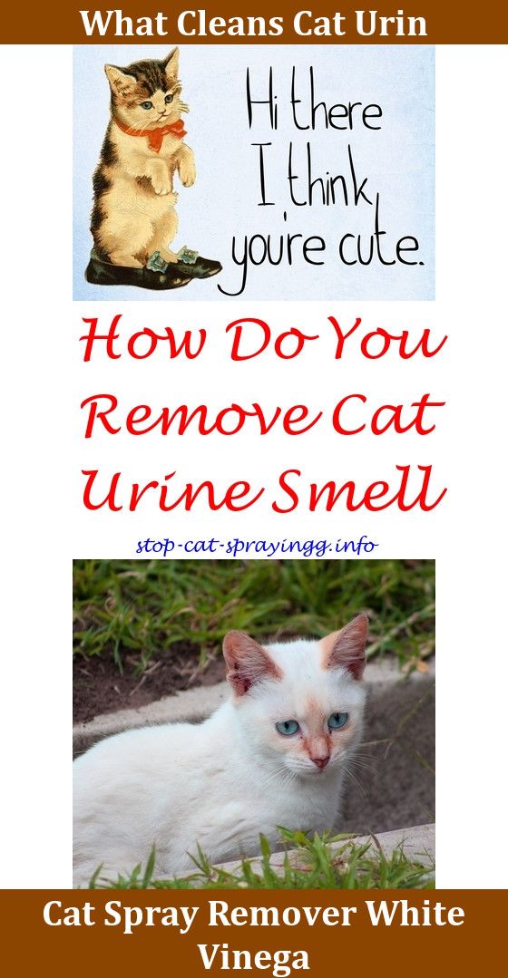 Does Vinegar Neutralize Cat Urine Odor Image JPG