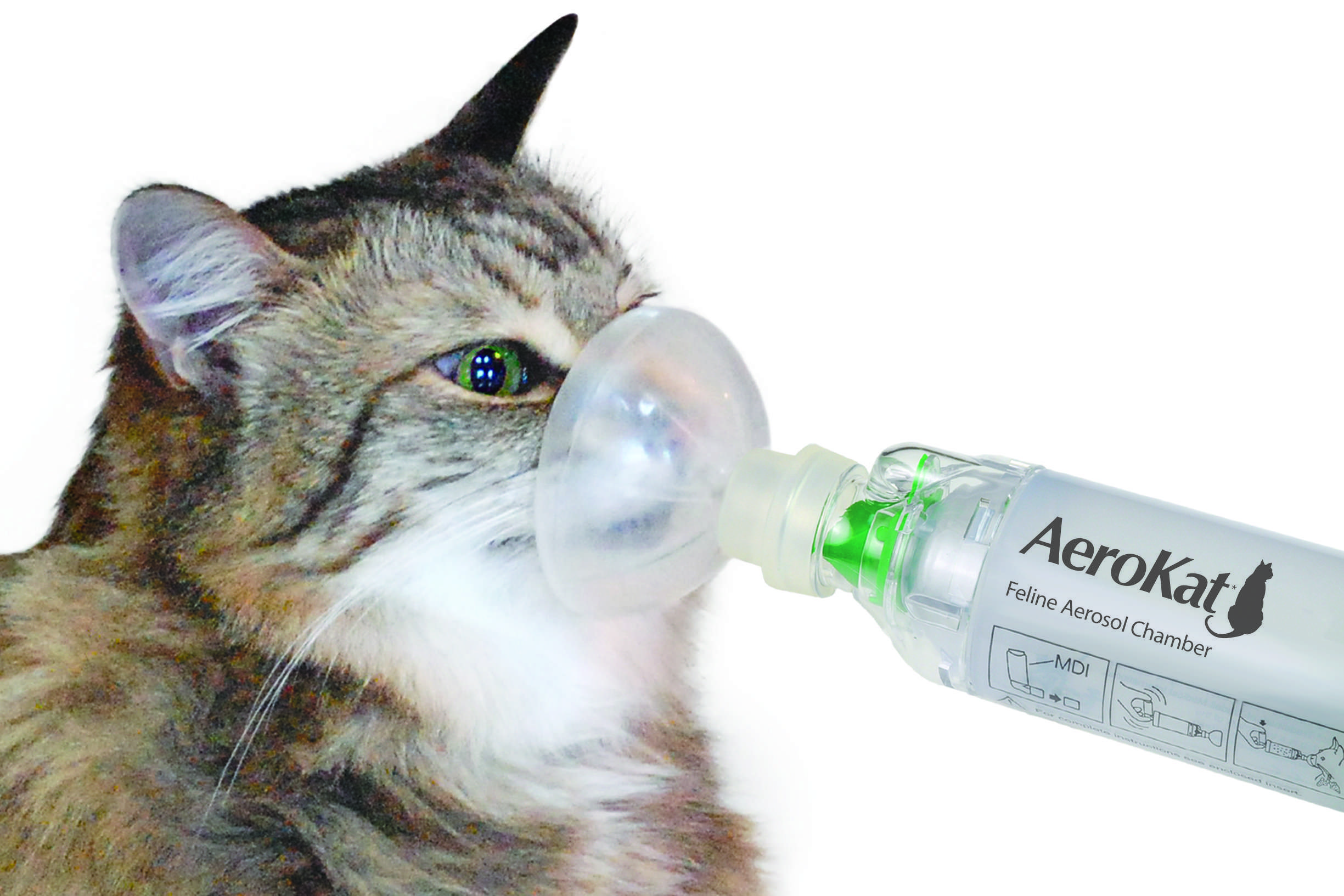 feline asthma