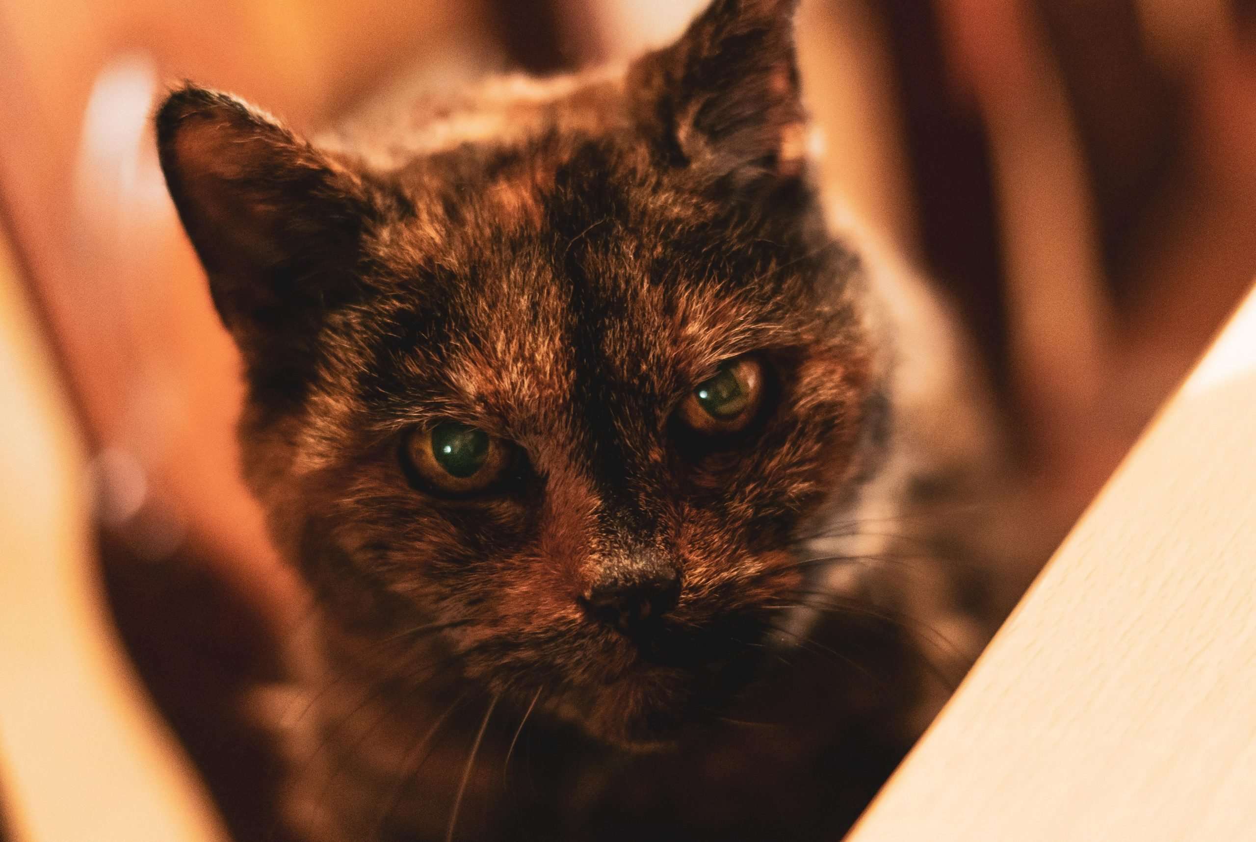Heidi, my 19 year old cat. Shot on A7r ii 50mm 1.8 ...