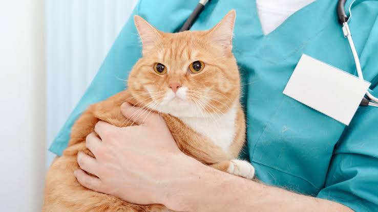 Hereâs Why You Should Spay/Neuter Your Cats