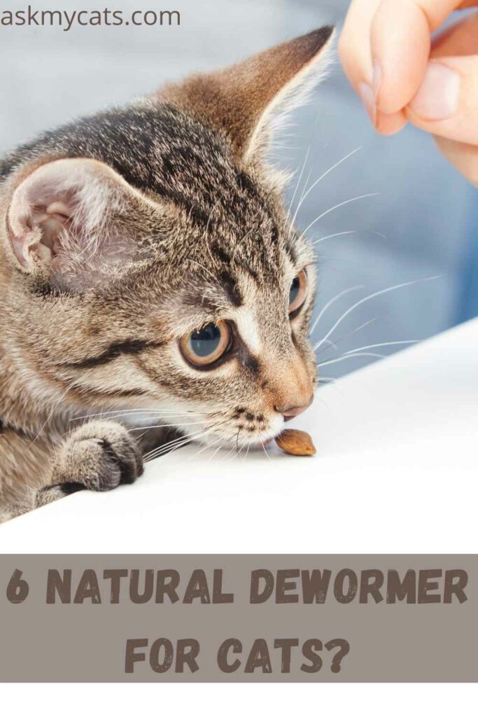 Home Remedies For Worms in Cat!