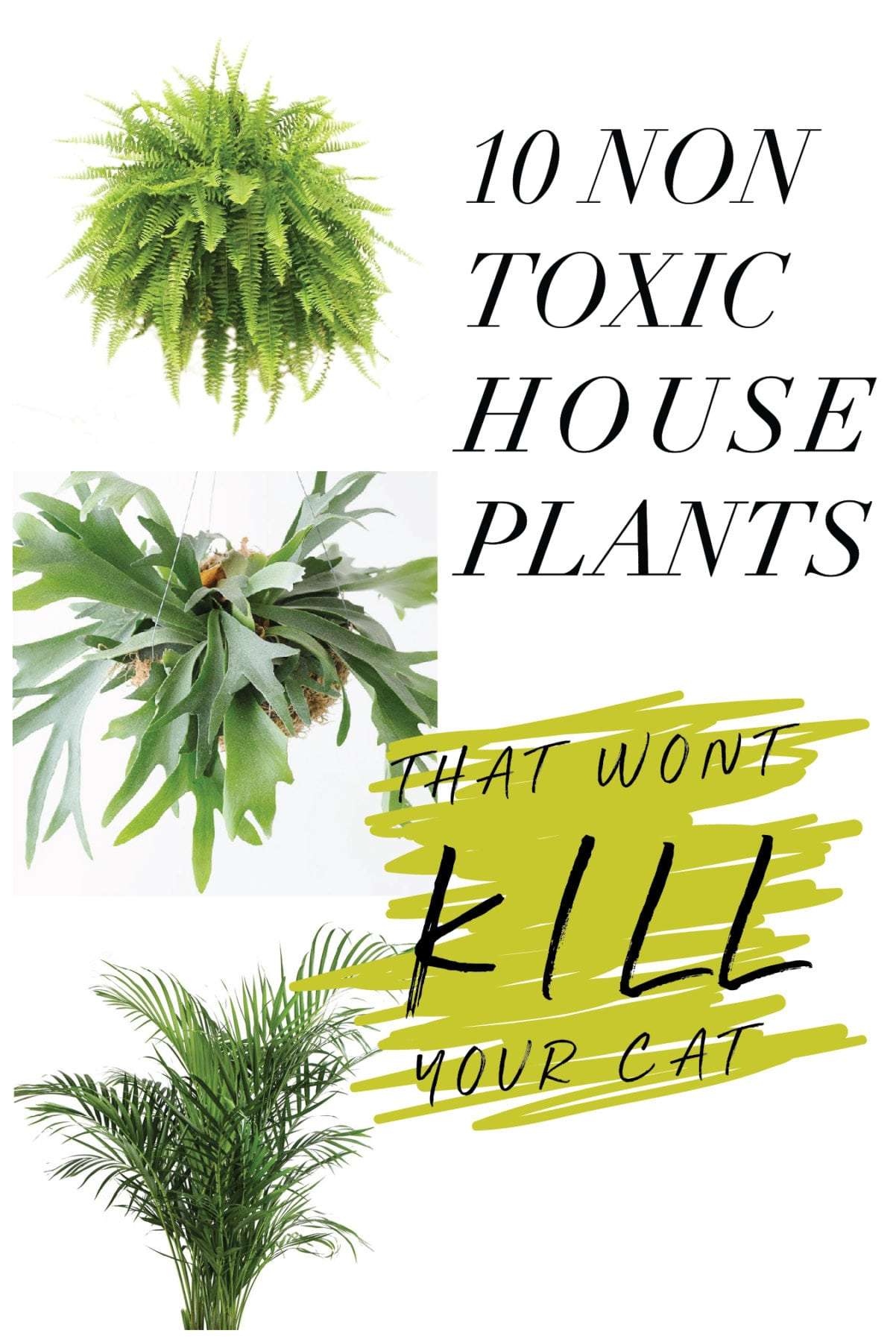 Houseplants That Are Poisonous For Cats