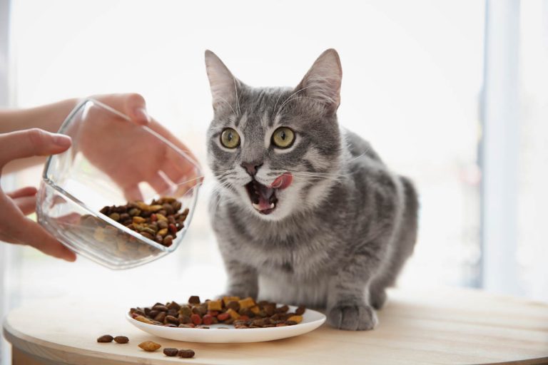 How Many Calories Should A Cat Eat Per Day?