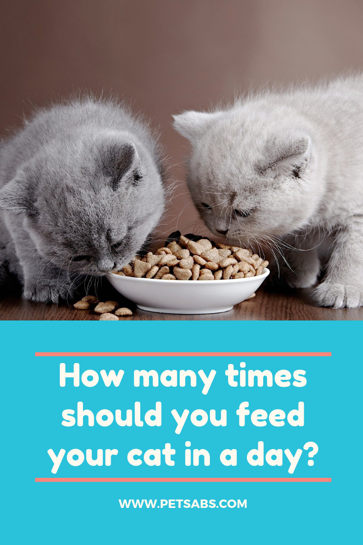 How Many Times Should You Feed Your Cat in a Day?