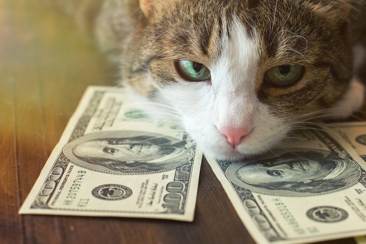 How Much Does It Cost To Get A Cat Fixed