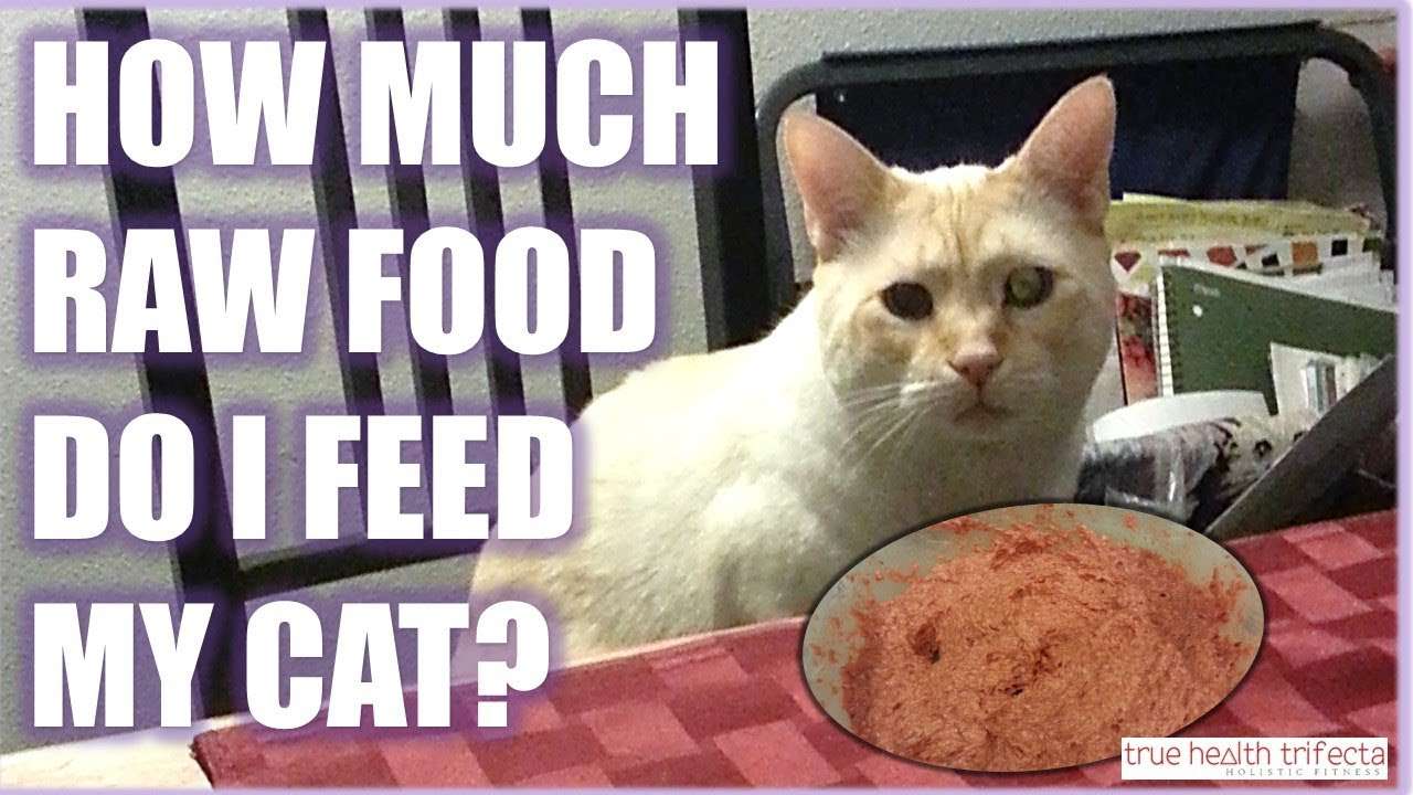 How much RAW FOOD should I feed my cat?