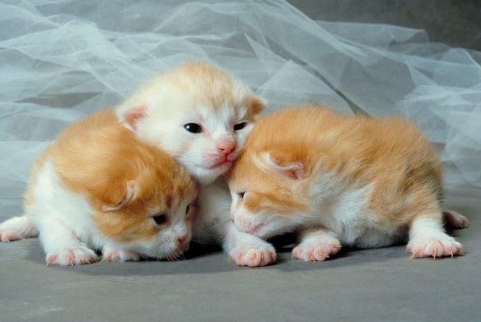 How Often Do Kittens Eat At 6 Weeks Old