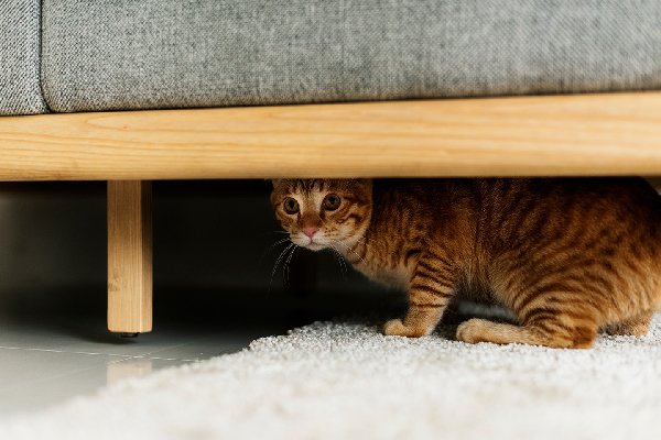 How to Assess Your Emergency Situation with Pets