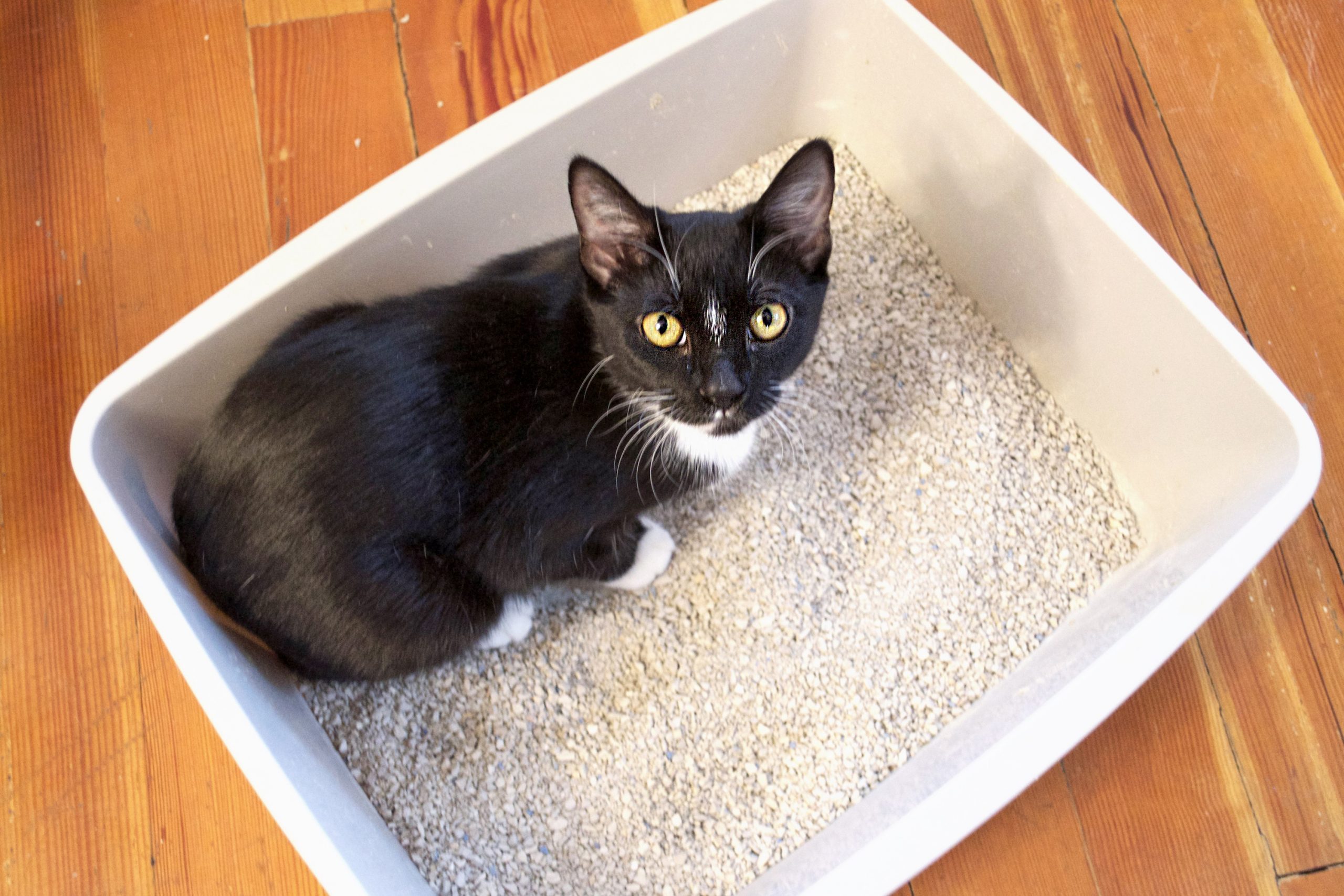 How to Control Cat Litter Box Odor
