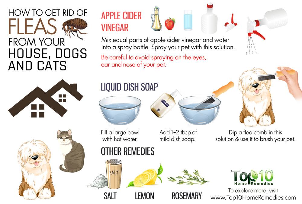 How to Get Rid of Fleas from Your House, Dogs and Cats ...