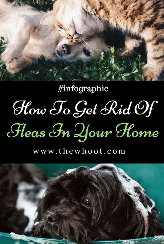 How To Get Rid Of Fleas In The House Video Tutorial ...