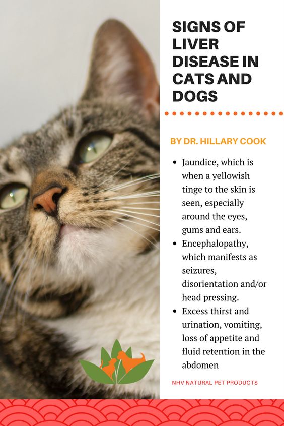 How To Naturally Treat Autoimmune Disease In Cats ...