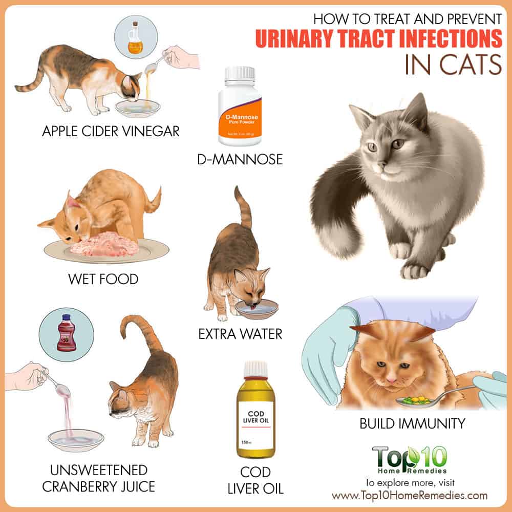 How to Treat and Prevent Urinary Tract Infections in Cats ...